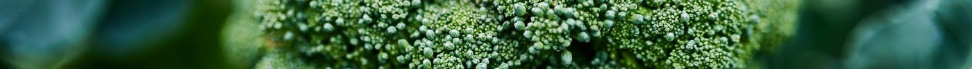 Broccoli: How to Plant, Grow and Harvest Broccoli from Seeds - Seed World