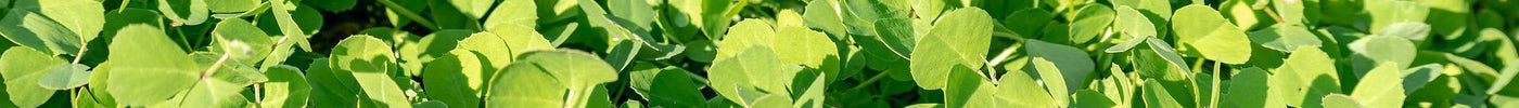 Grow and Harvest Fenugreek at Home - Seed World