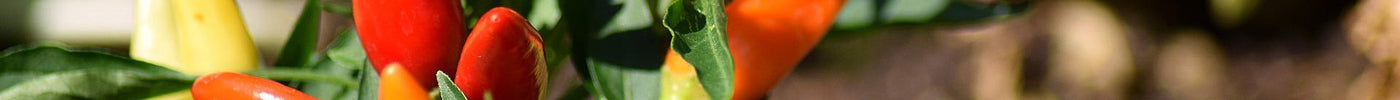 Grow Chilli Peppers from Seeds – In 4 Easy Steps - Seed World