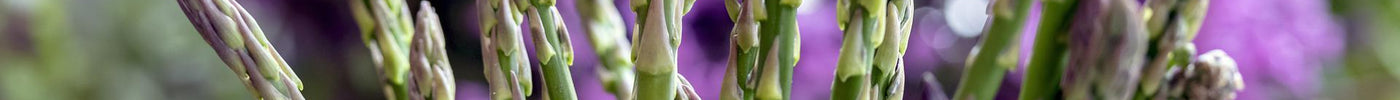 Growing Asparagus from Seeds to Harvest - Seed World