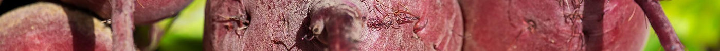 Growing Beets from Seeds: From Sowing to Harvest - Seed World