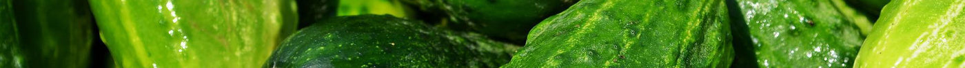 Growing Cucumbers from Seeds | Step by Step Guide - Seed World