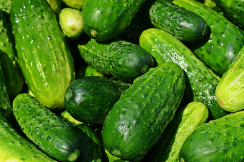 Growing Cucumbers from Seeds | Step by Step Guide - Seed World