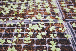 How best to grow plants from seeds | 10 Step Germination - Seed World