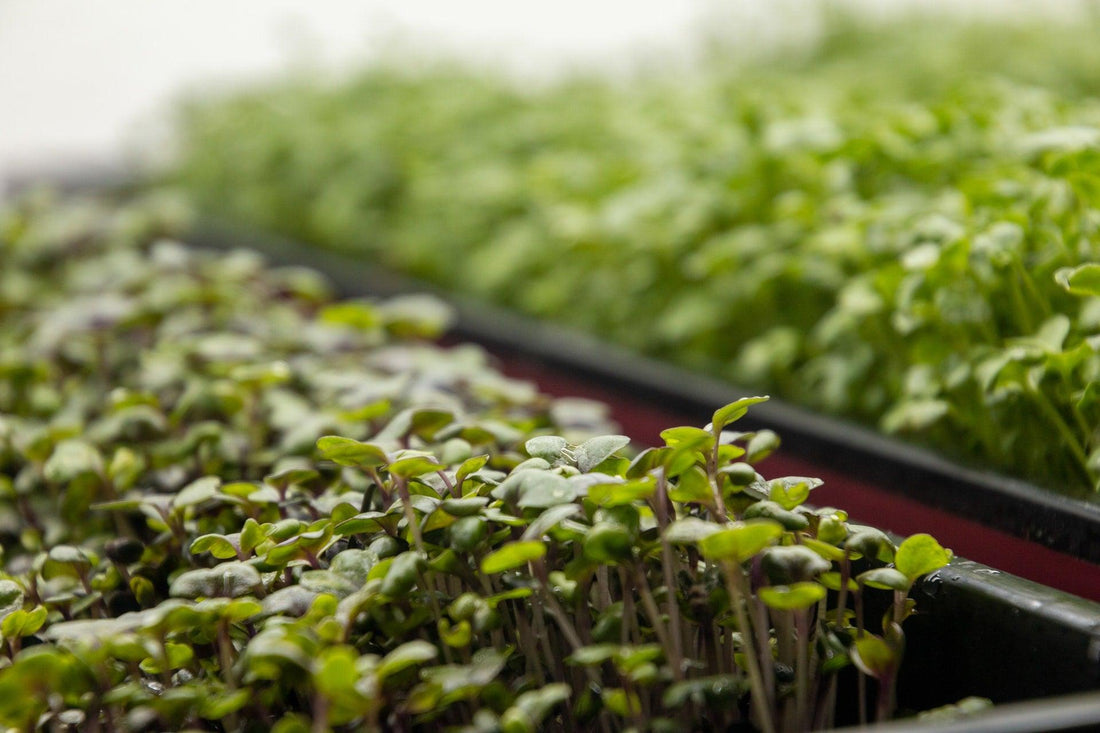 How to Grow and Harvest Microgreens from Seeds - Seed World