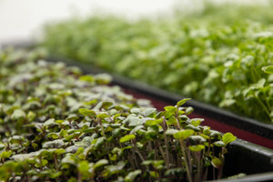 How to Grow and Harvest Microgreens from Seeds - Seed World