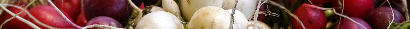How to Grow and Harvest Radish from Seeds | The Ultimate Guide - Seed World