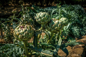 How to Grow Artichokes from Seeds – A Complete Guide - Seed World