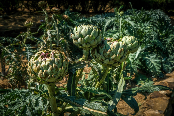 How to Grow Artichokes from Seeds – A Complete Guide