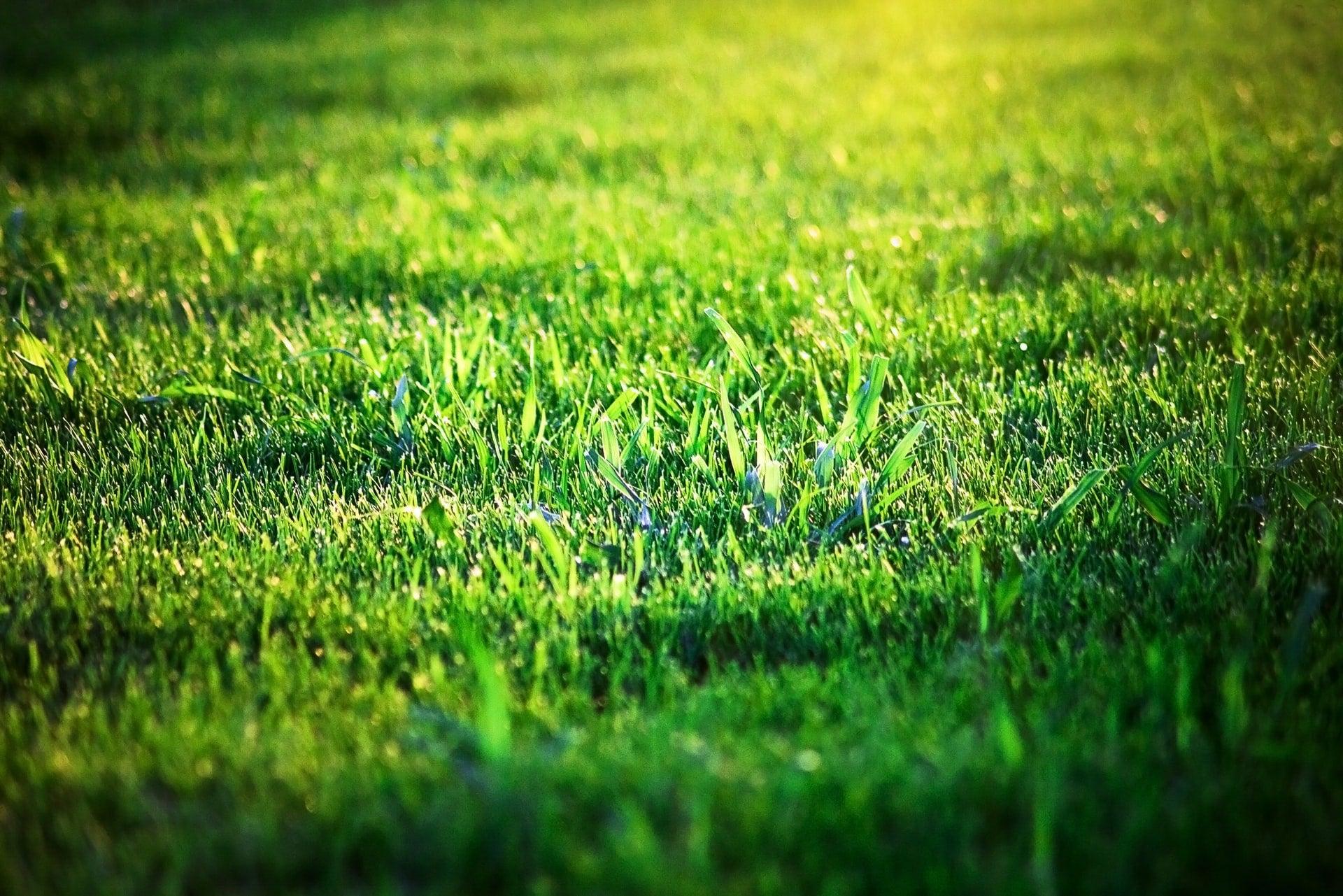 Lawn Grass | How to Grow Empire Zoysia Grass from Seeds - Seed World