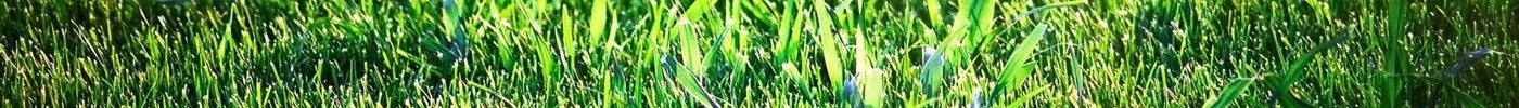 Lawn Grass | How to Grow Empire Zoysia Grass from Seeds - Seed World