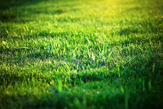 Lawn Grass | How to Grow Empire Zoysia Grass from Seeds - Seed World