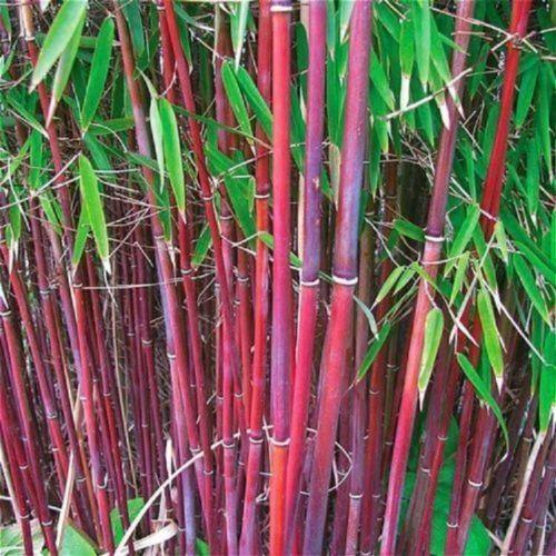 Ornamental Grass Seeds