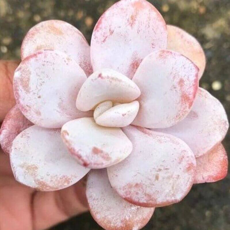 Succulent Seeds