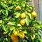 Fruits Seeds - Seed World