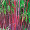 Ornamental Grass Seeds