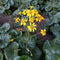 cheap seeds online