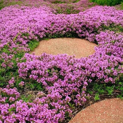 Creeping thyme in purple bloom between garden stepping stones