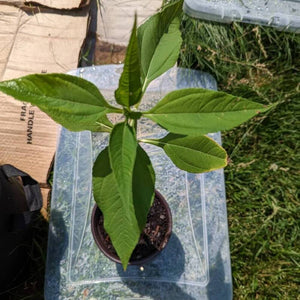 1 Sunchoke or Jerusalem Artichoke Seedlings (>12")