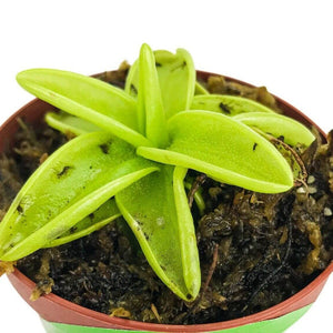 Live Pinguicula Primuliflora (Butterwort) Plant
