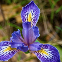 50 Wild Blue Iris Seeds