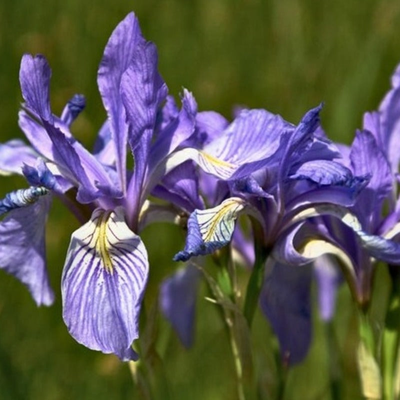 50 Wild Blue Iris Seeds