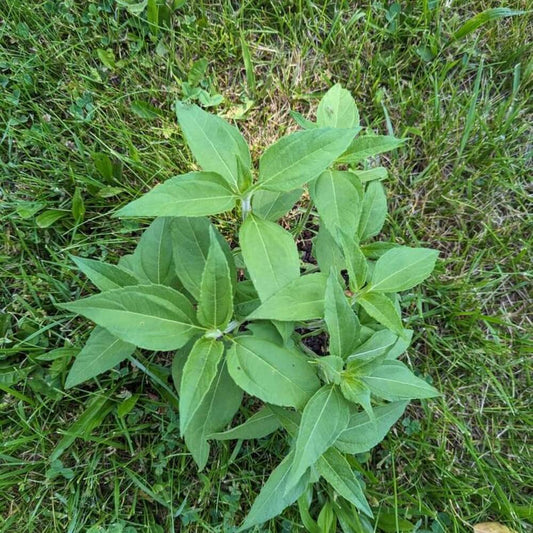 1 Sunchoke or Jerusalem Artichoke Seedlings (>12")