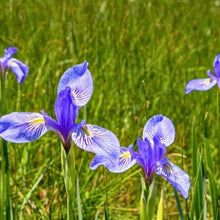 50 Wild Blue Iris Seeds