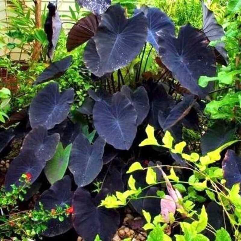 1 Black Sapphire Gecko Elephant Ear - Colocasia Live Plant - Seed World