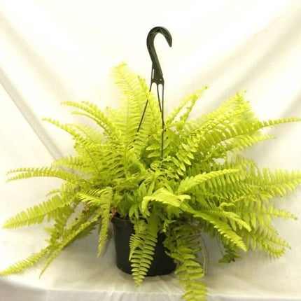 1 Boston Fern Lime Green - Starter Plant - Seed World
