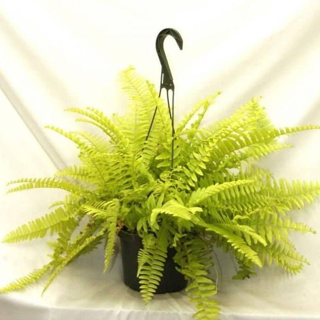 1 Boston Fern Lime Green - Starter Plant - Seed World