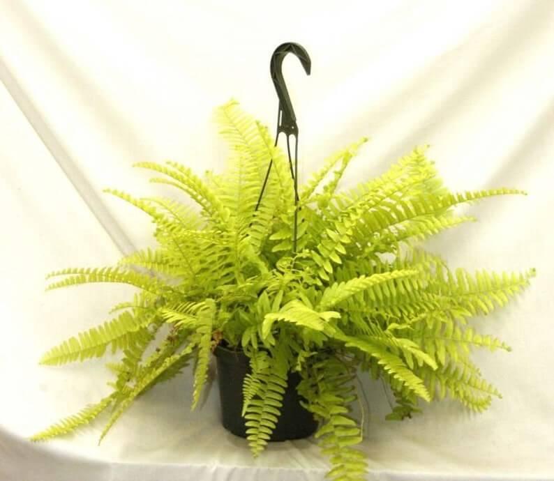 1 Boston Fern Lime Green - Starter Plant - Seed World