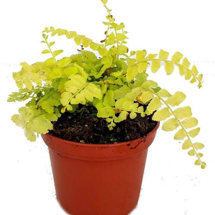 1 Boston Fern Lime Green - Starter Plant - Seed World