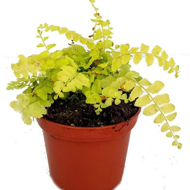 1 Boston Fern Lime Green - Starter Plant - Seed World