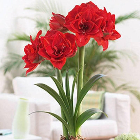 1 Cherry Nymph Bulb - Seed World