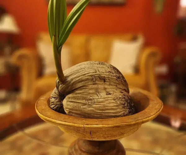 sprouted coconut palm tree plant 1 Coconut Tree – Sprouted & Ready to Plant