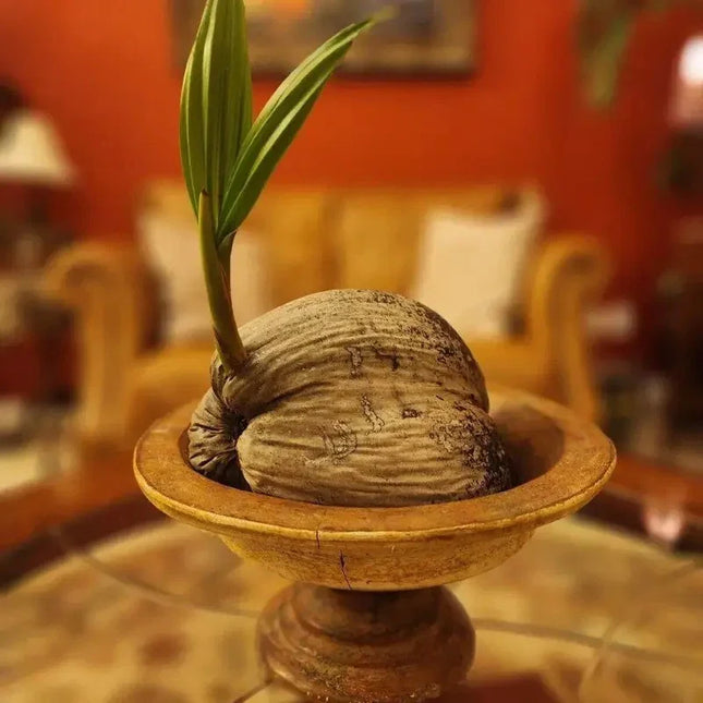 bonsai tree sprout 1 Coconut Tree – Sprouted & Ready to Plant