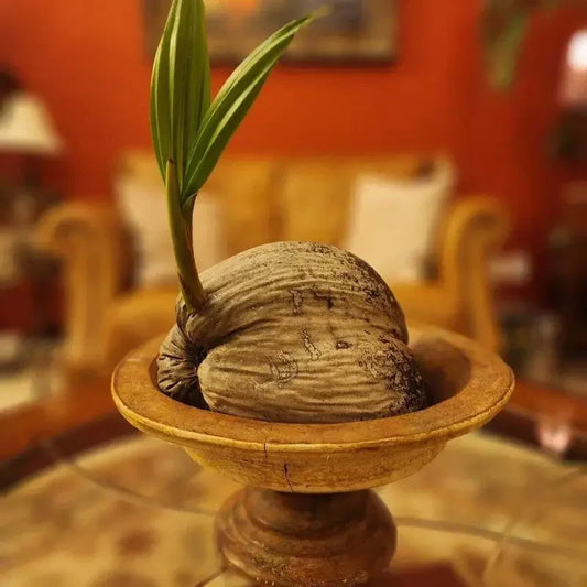 1 Coconut Tree – Sprouted & Ready to Plant | Small Live Tree - Seed World