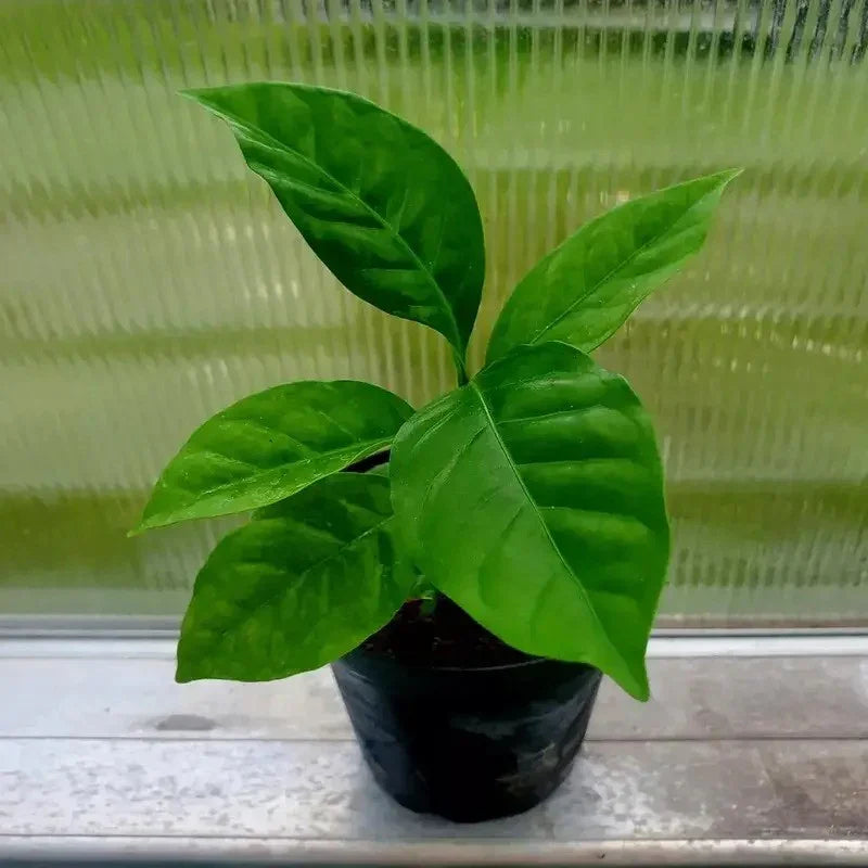 1 Coffea Catura Plant - Live Plant - Dwarf Arabica Coffee - Seed World
