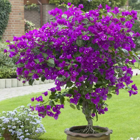 1 Live Bougainvillea - Well Rooted - Starter Plug - Seed World