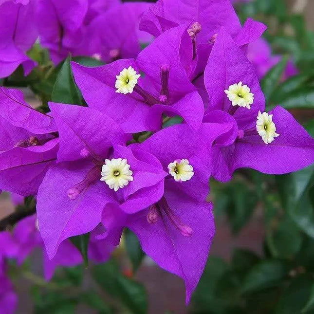 1 Live Bougainvillea - Well Rooted - Starter Plug - Seed World