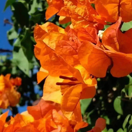1 Live Bougainvillea - Well Rooted - Starter Plug - Seed World