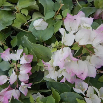 1 Live Bougainvillea - Well Rooted - Starter Plug - Seed World