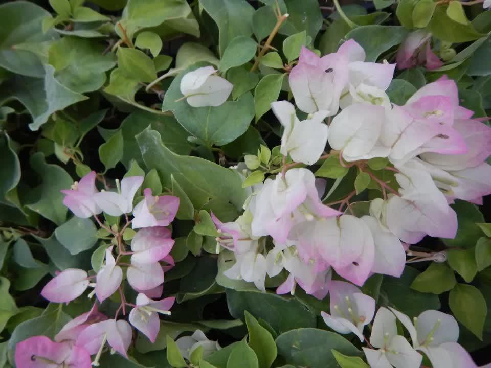 1 Live Bougainvillea - Well Rooted - Starter Plug - Seed World