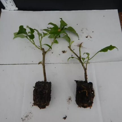 1 Live Bougainvillea - Well Rooted - Starter Plug - Seed World