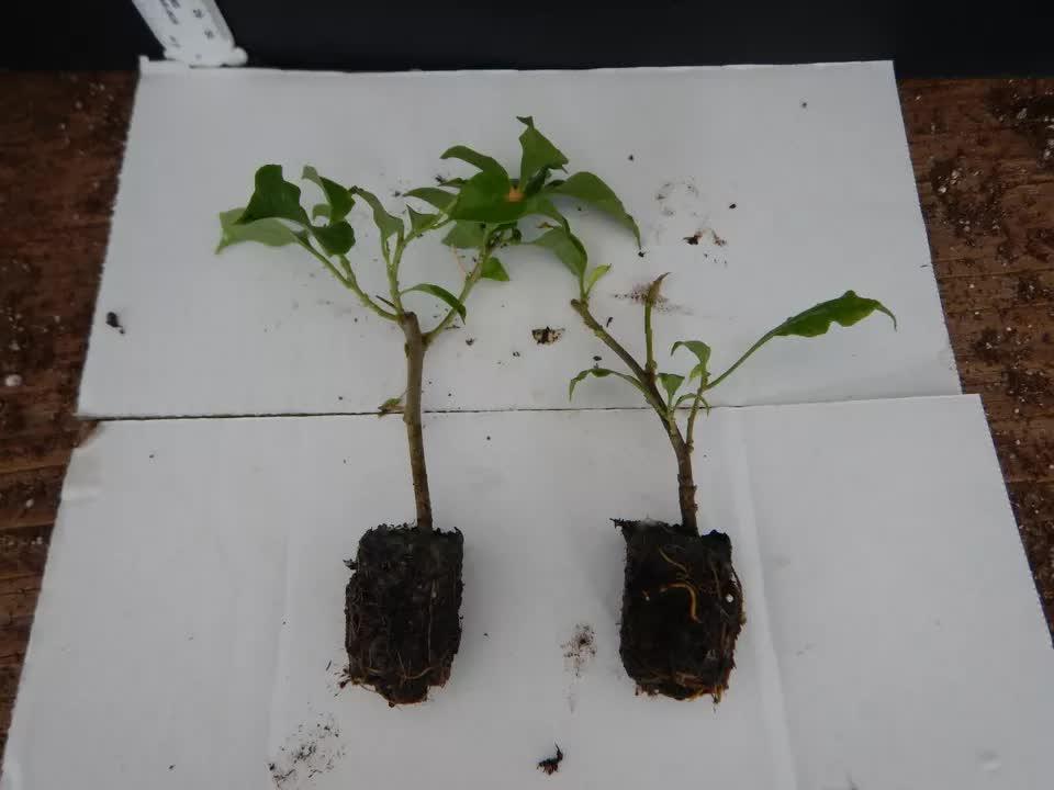 1 Live Bougainvillea - Well Rooted - Starter Plug - Seed World