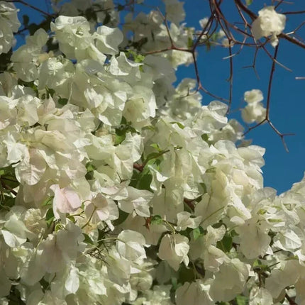 1 Live Bougainvillea - Well Rooted - Starter Plug - Seed World