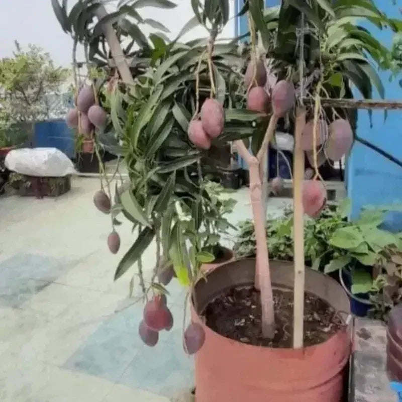1 Live Mango Tree – 7” Potted Tropical Fruit Plant - Seed World