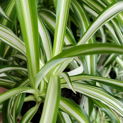 1 Live Spider Plant | Chlorophytum Comosum - Seed World
