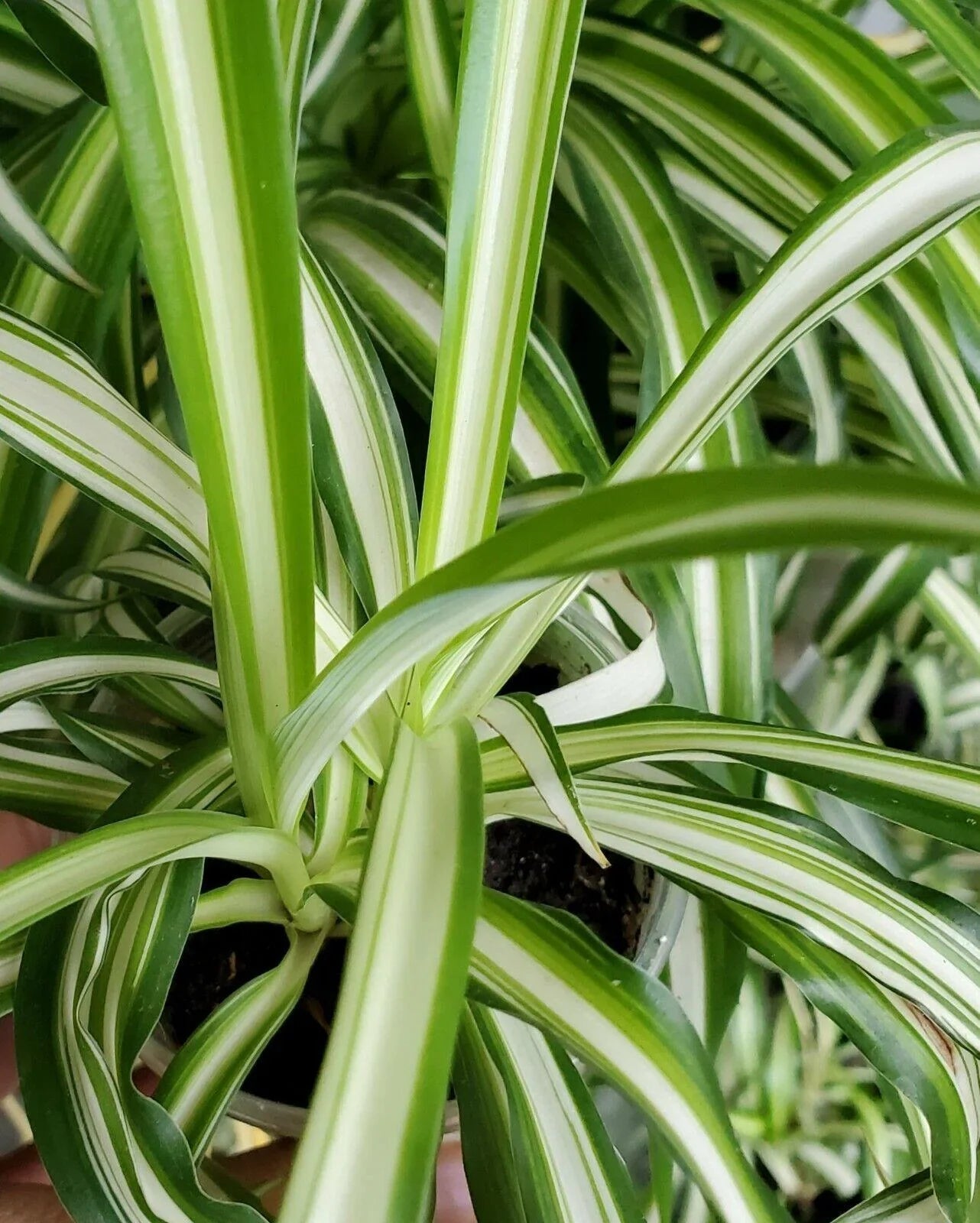 1 Live Spider Plant | Chlorophytum Comosum - Seed World
